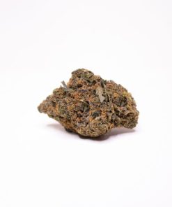 champagne mimosa strain