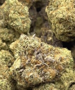 WHITE TRUFFLE (Hybrid Flower)