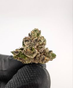 white truffle biscotti strain