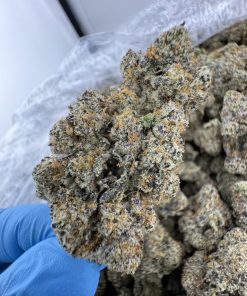 TROPICAL PAPAYA STRAIN