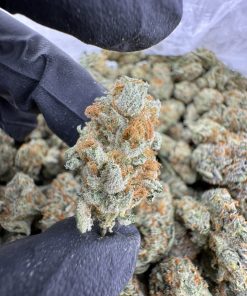 Papaya Punch Strain