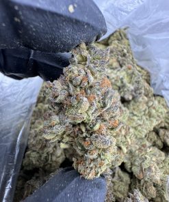 Blue Zkittles Strain