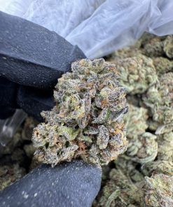CHERRY RUNTZ STRAIN