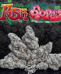 Jungle Boys |  KUSH SORBET I- 3.5g Flower