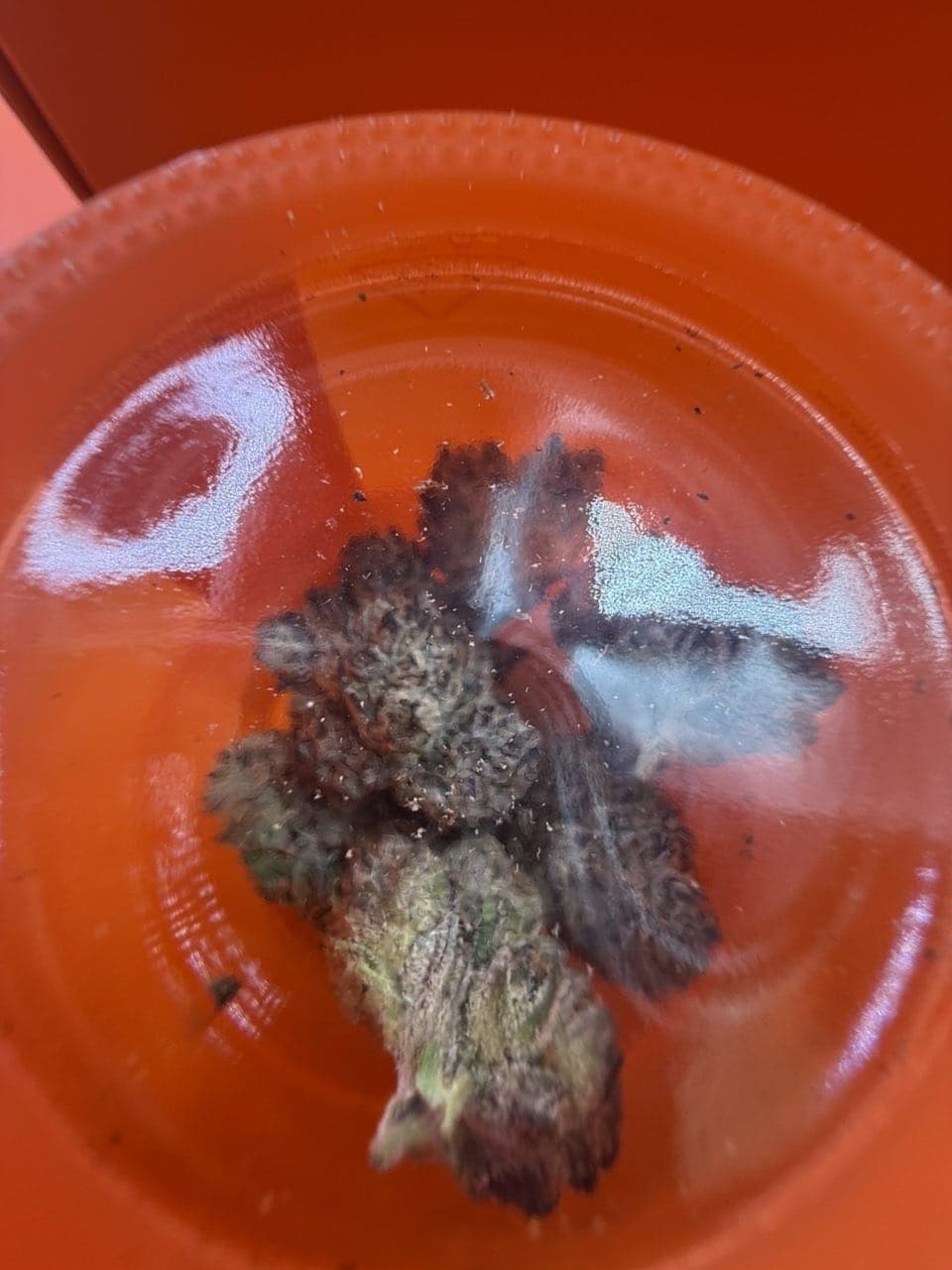Sherbinskis flowerAA Sherbinskis flower 3.5G jars
